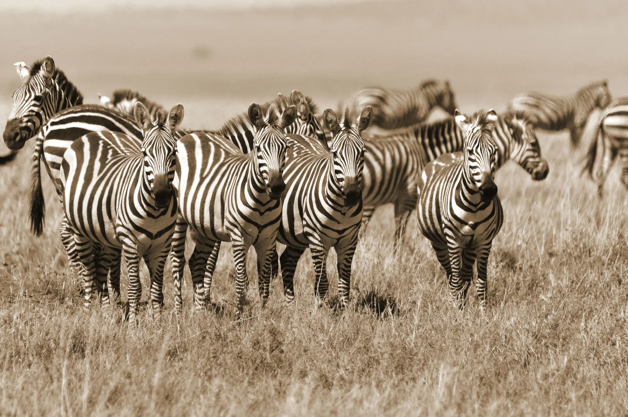 Zebras, South Africa