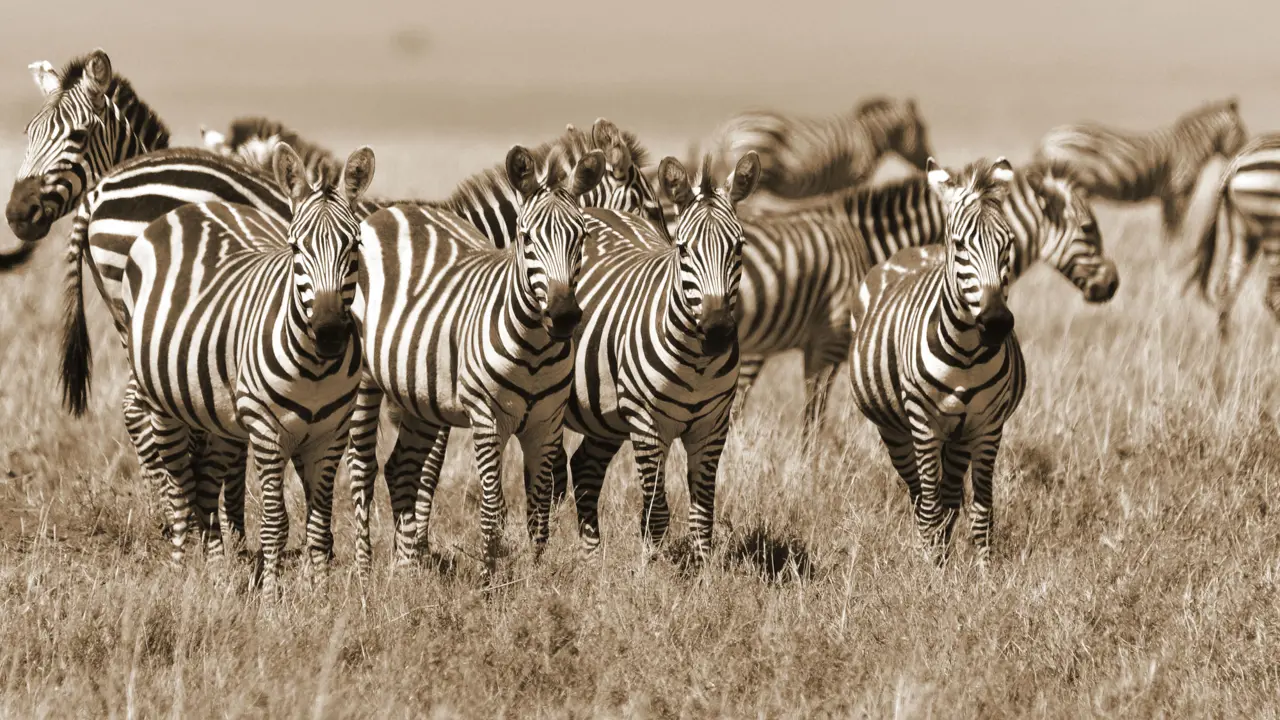 Zebra herd