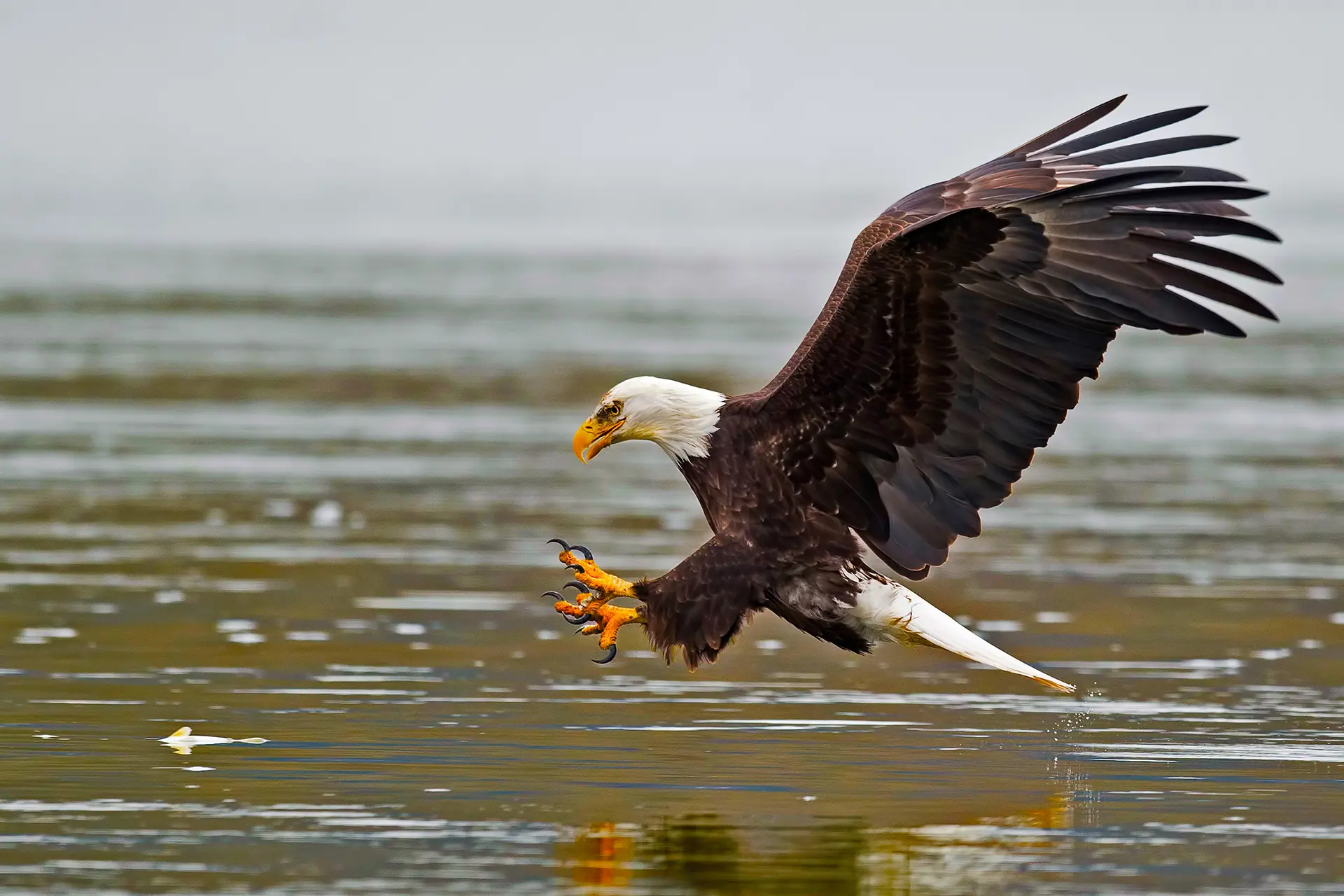 Fish Eagle, Chobe National Park, Botswana
