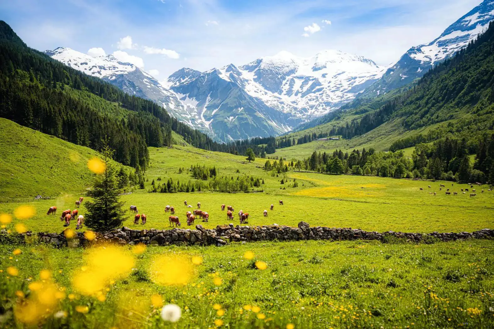 Cows grazing in a lush green alpine meadow with snow-capped mountains and forests in the Austrian Tyrol