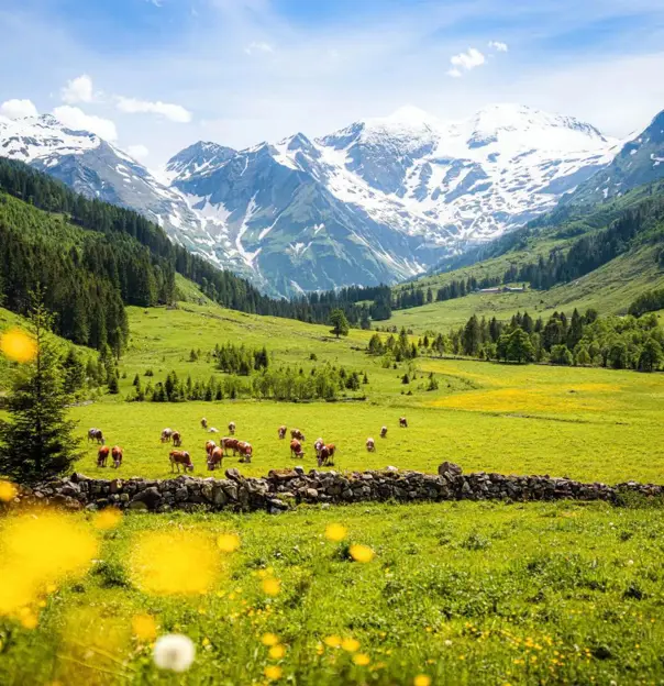 Cows grazing in a lush green alpine meadow with snow-capped mountains and forests in the Austrian Tyrol