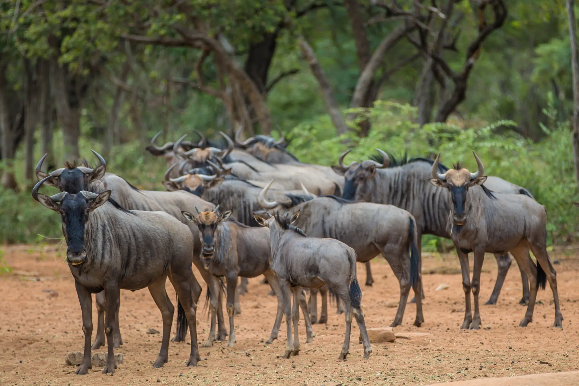 Wilderbeest in South Africa