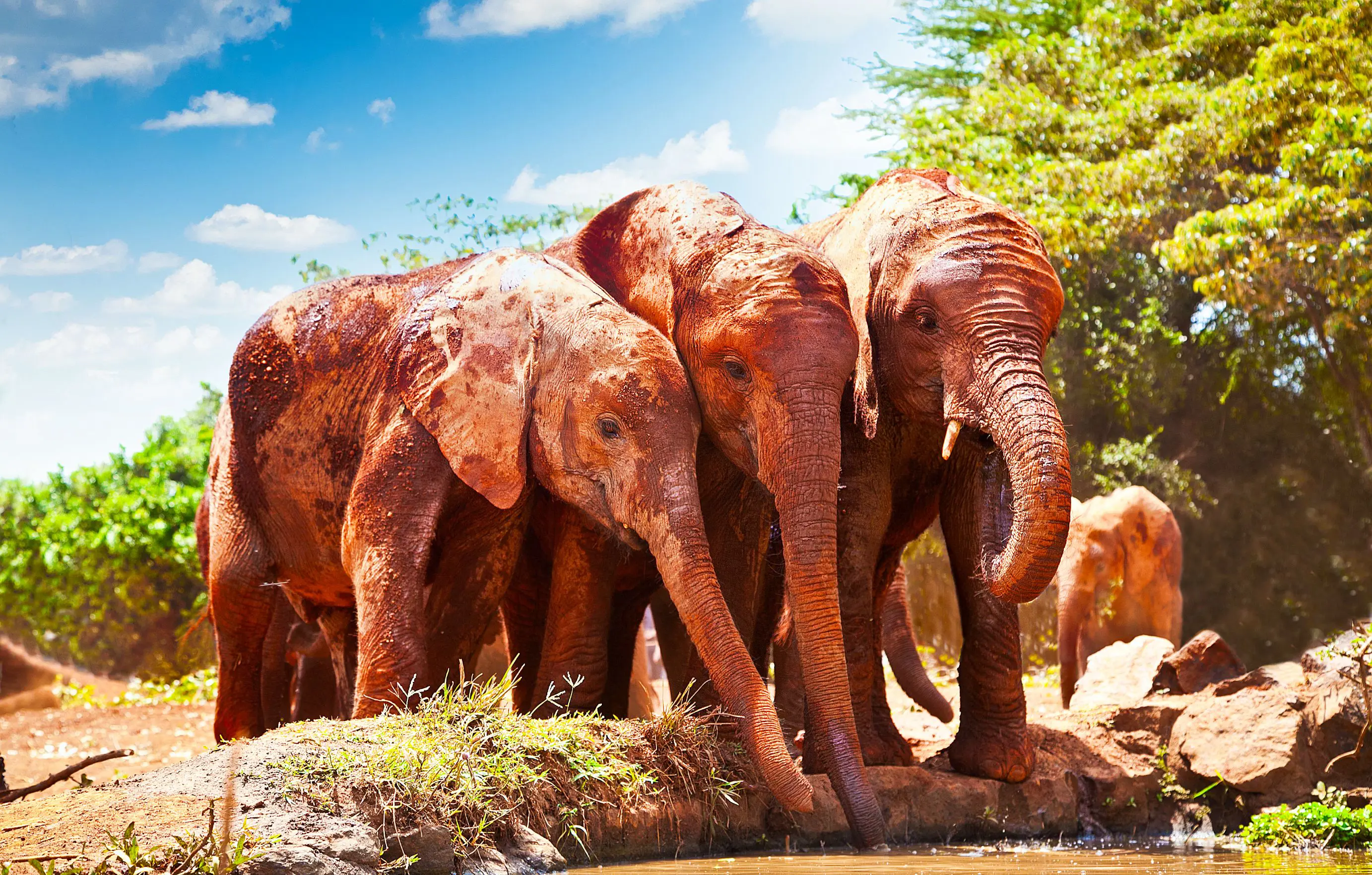 Tsavo National Park Red Elephants At Watering Hole