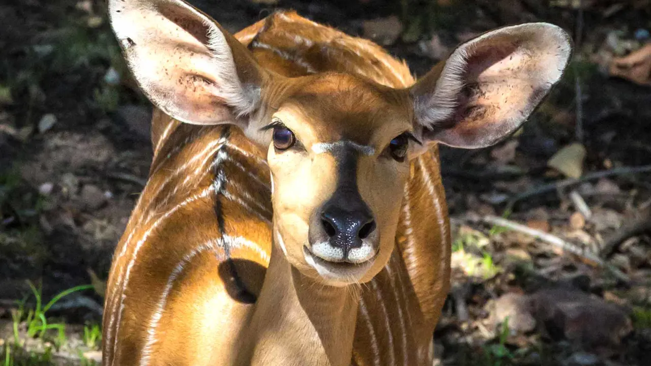 Antelope, female nyala