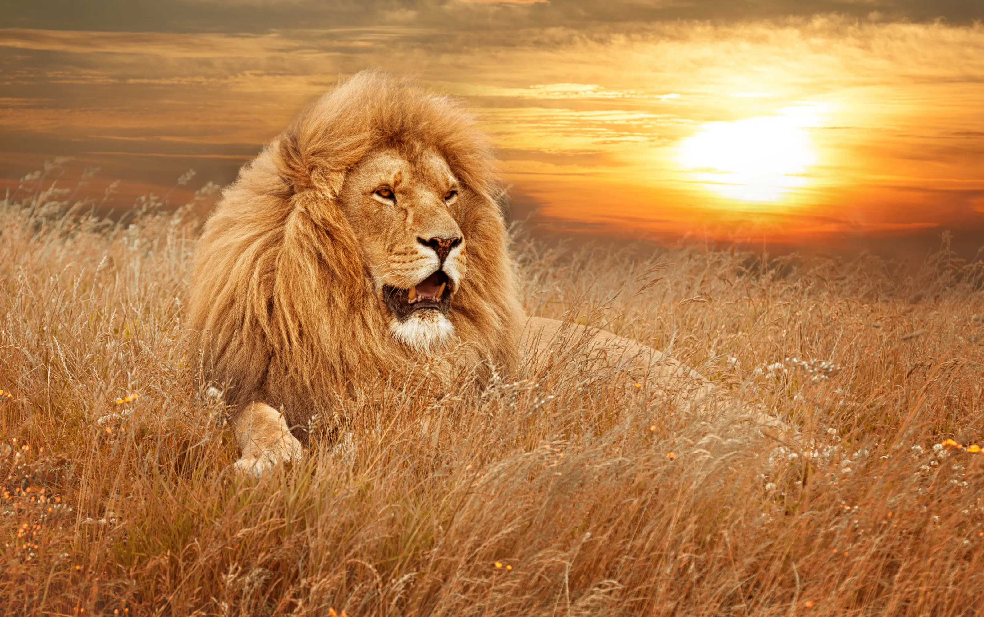 Lion, South Africa