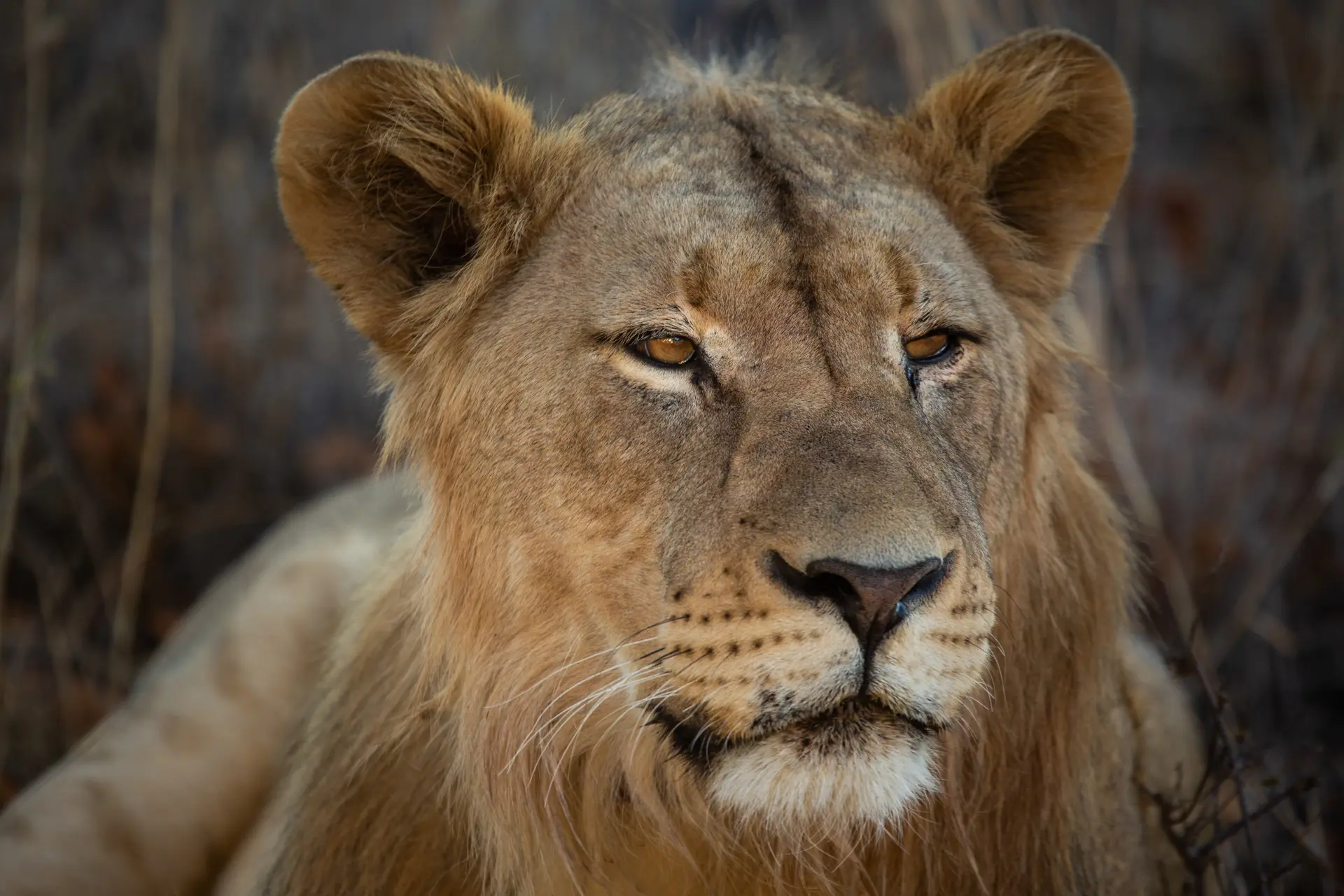 Lion, South Africa
