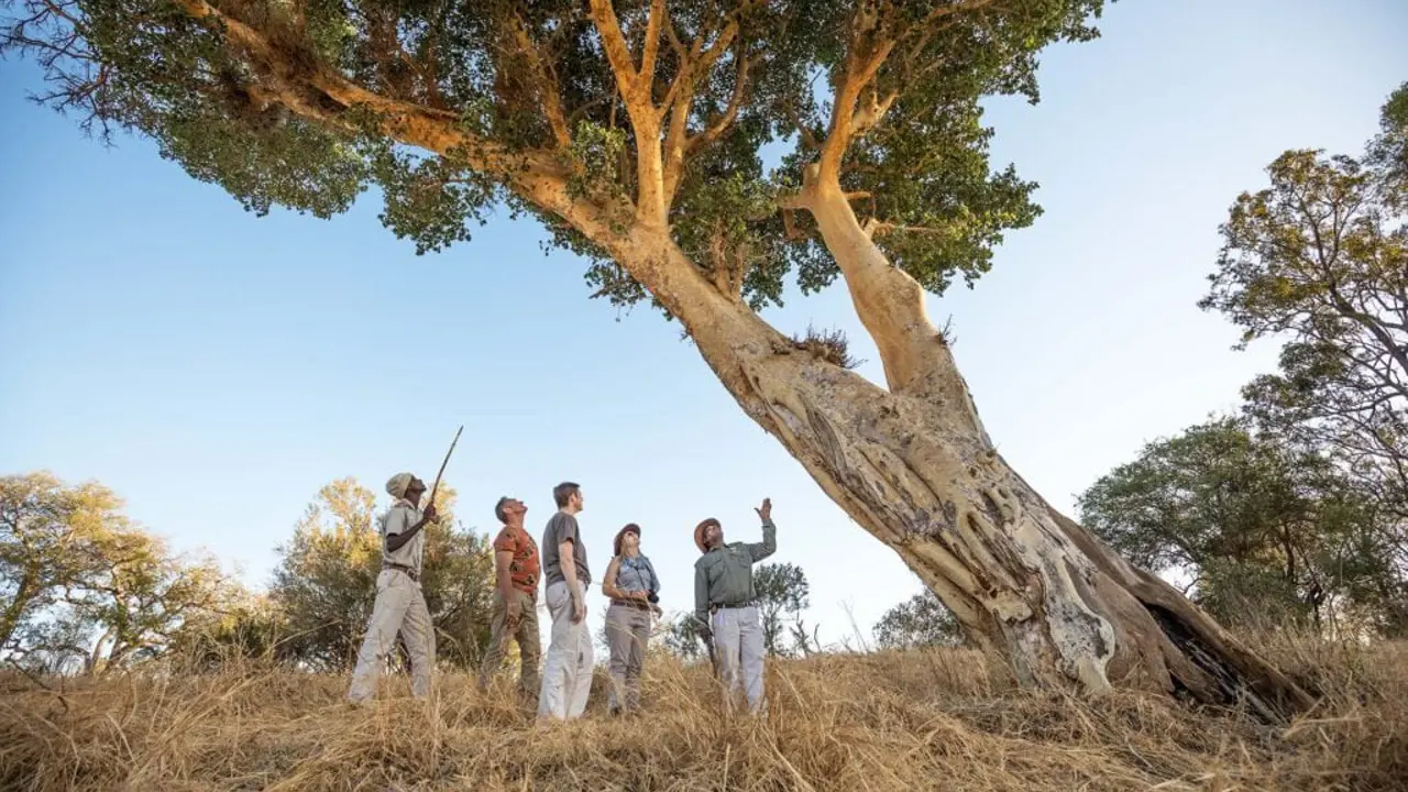 Chisomo Safari Camp, guided bush walk