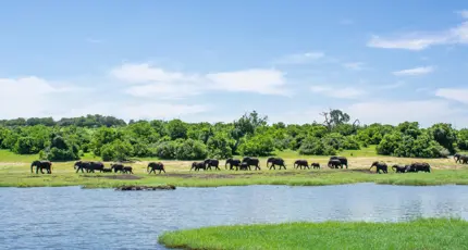 Chobe Boat Cruise Scenes 5