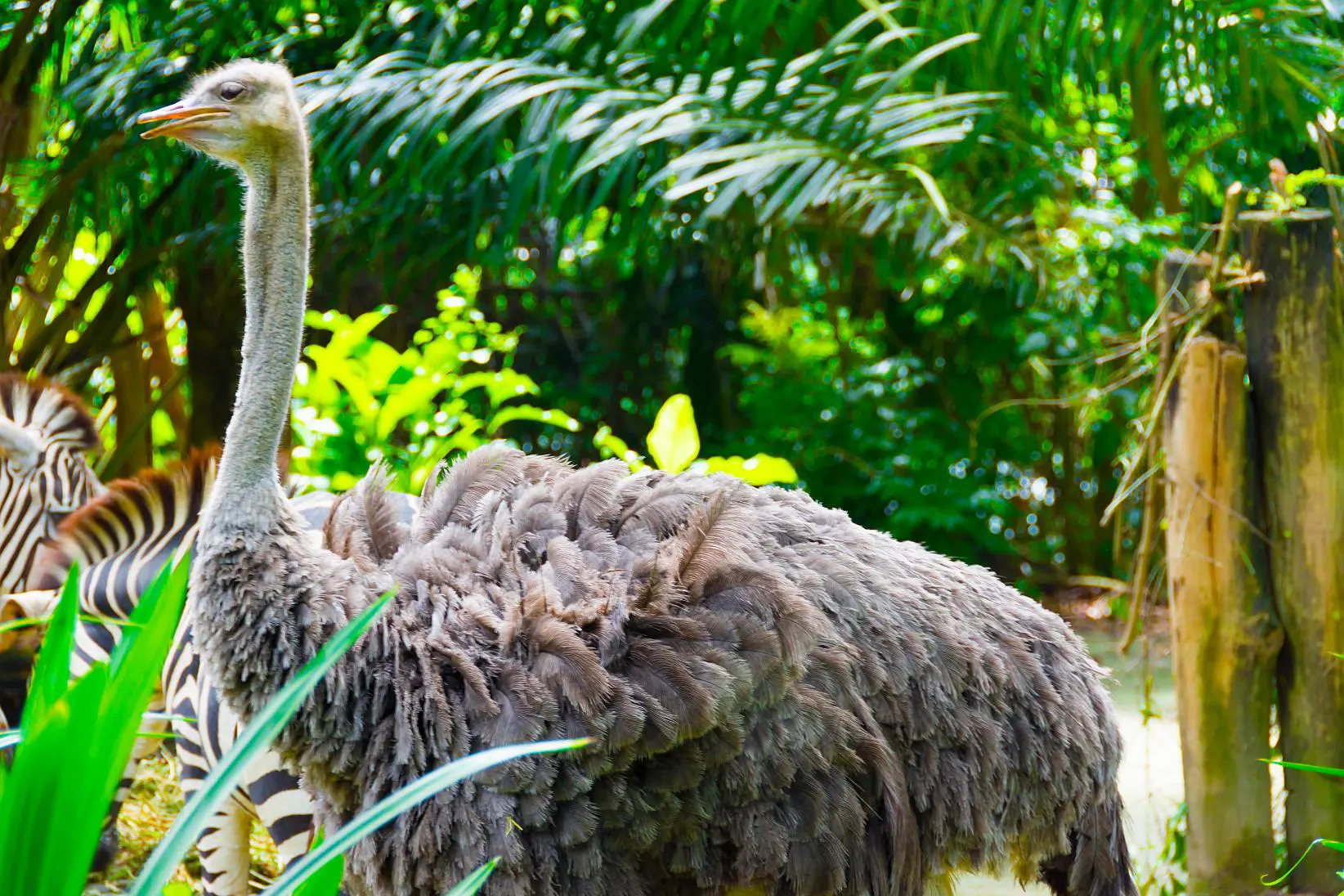 Sh 743860957 Osterich, South Africa