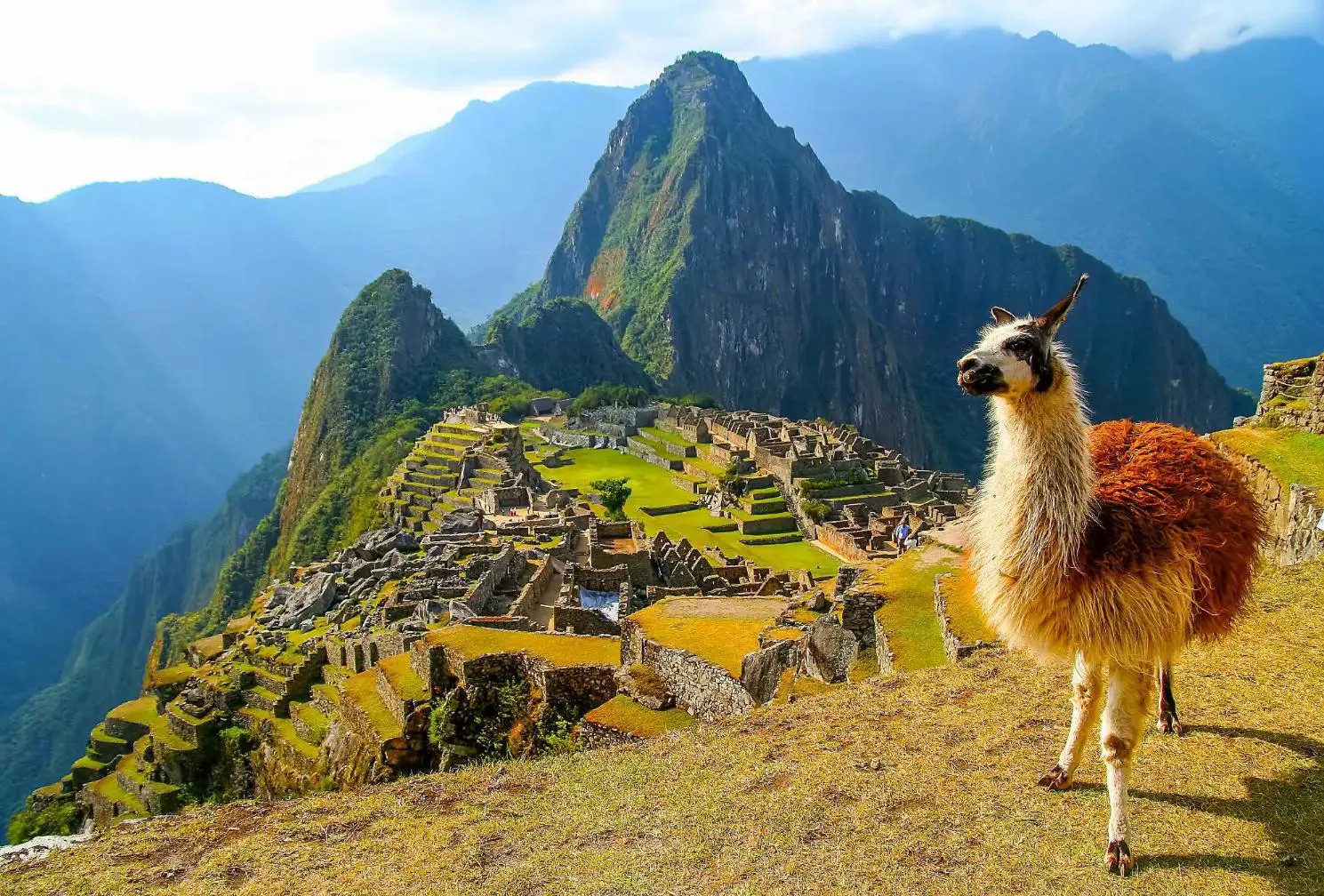 A llama standing among the ancient stone ruins of Machu Picchu, Peru, with the misty Andes mountains in the background