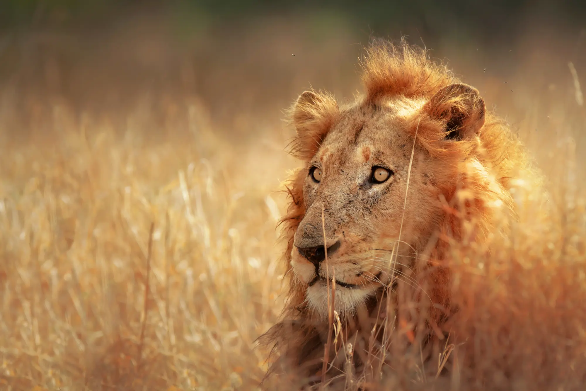 Lion in Kruger National Park South Africa