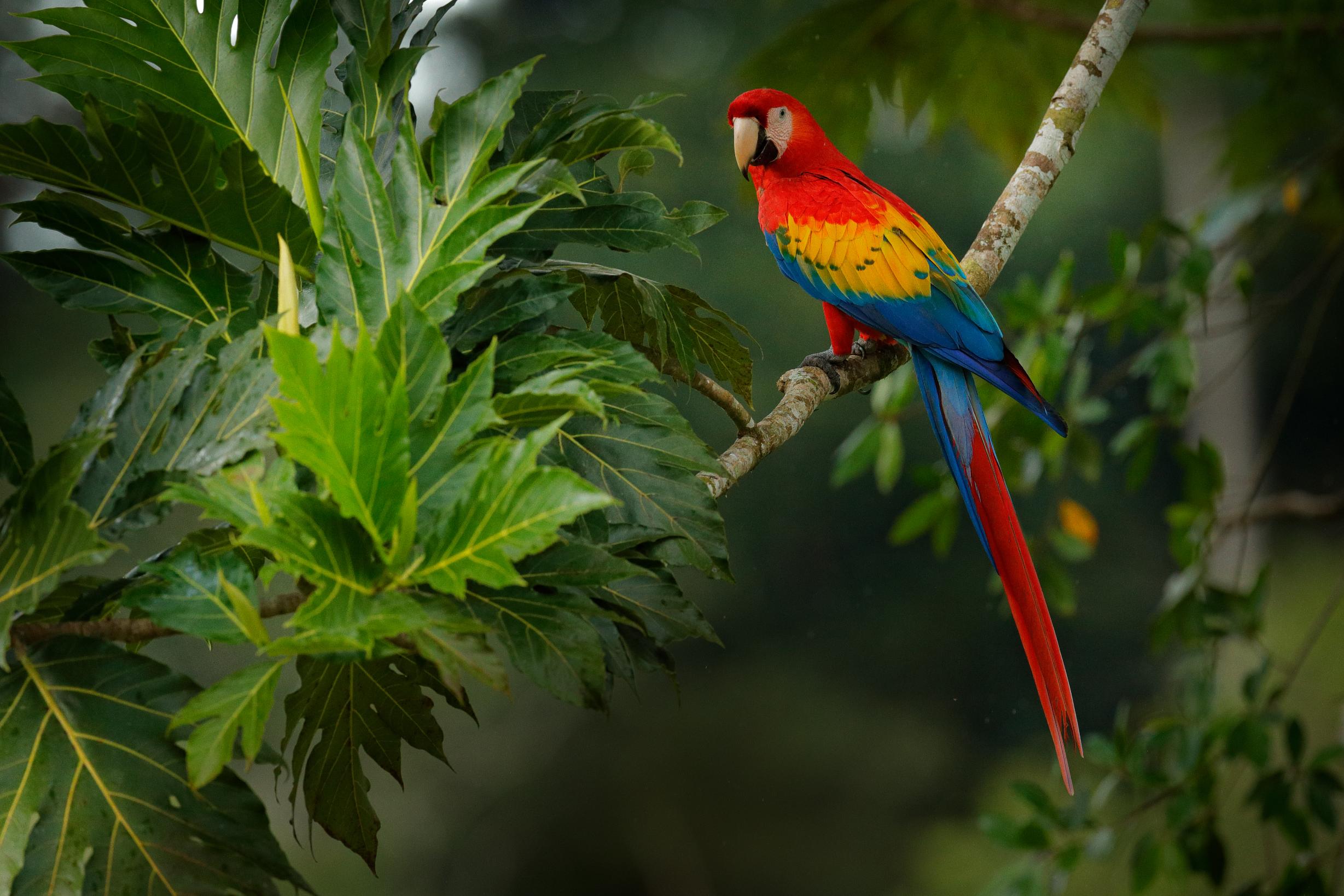 Scarlet Macaw, Costa Rica