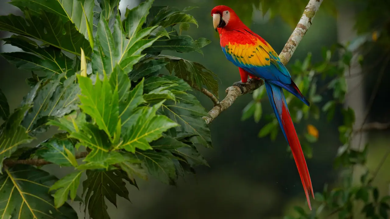 Scarlet Macaw, Costa Rica