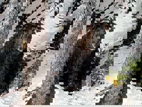 A grizzly bear in the snow! Can it get any more Canadian?