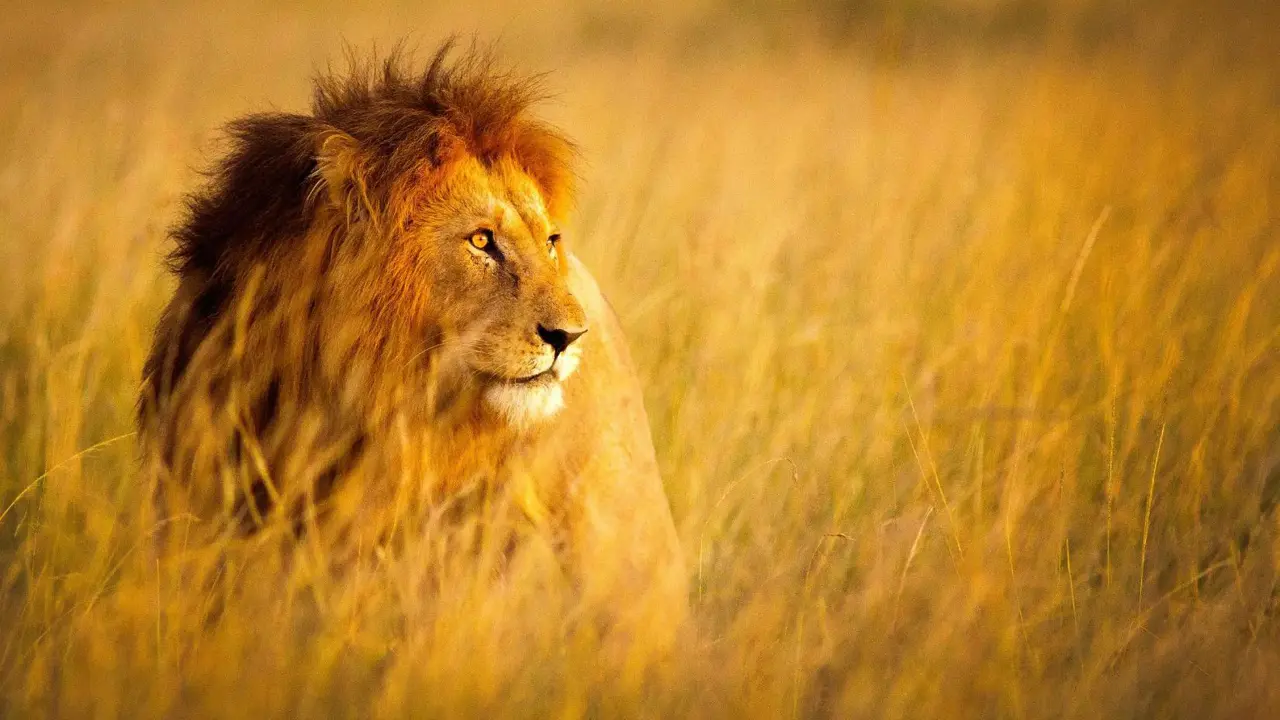 Male lion resting in the grass at Kruger National Park, South Africa, with a golden mane and alert expression