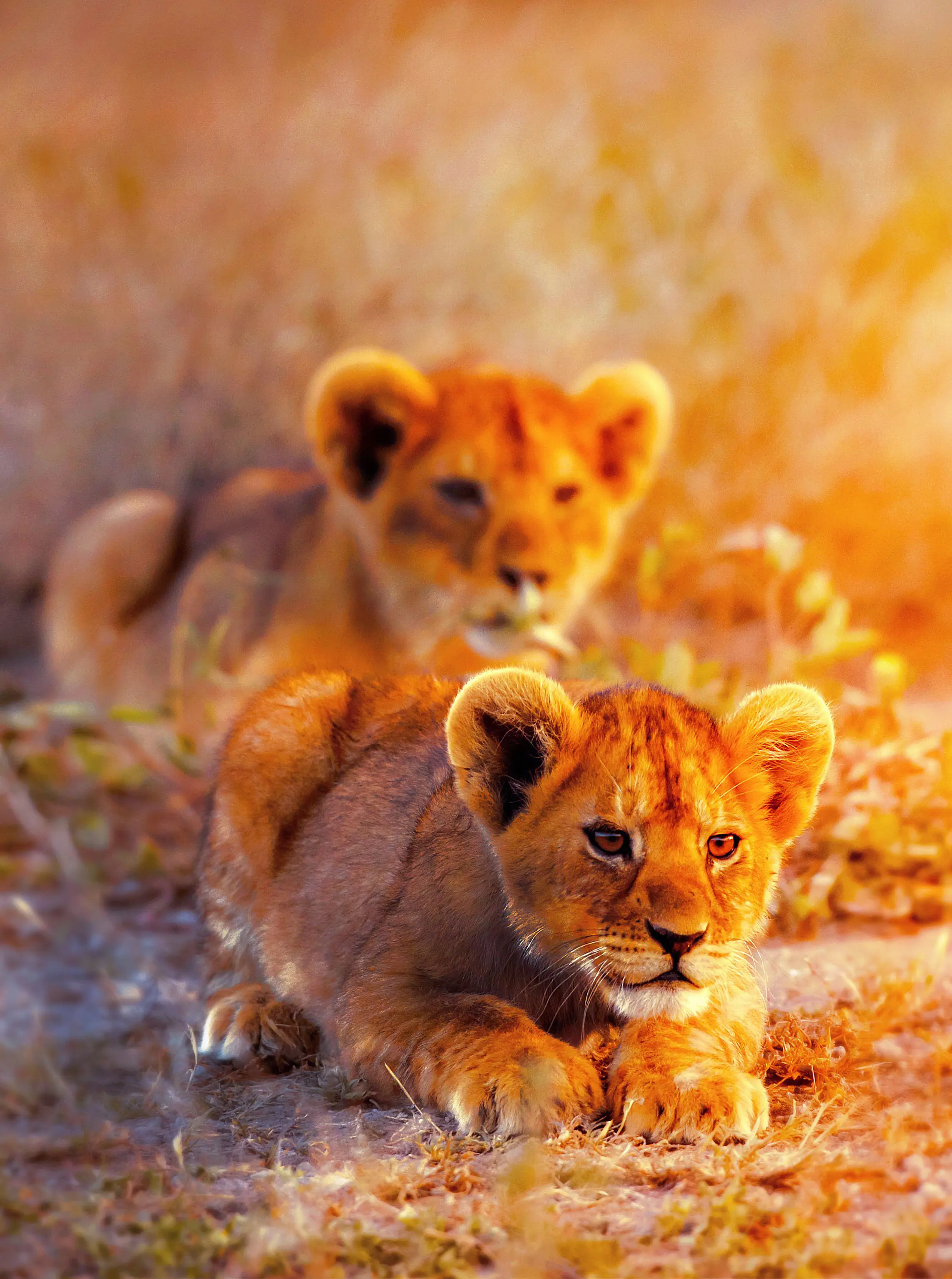 Sh 519784498 Lion Cubs