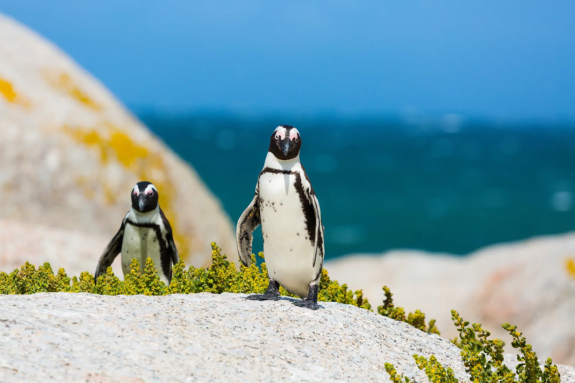 Penguins, Boulders Beach