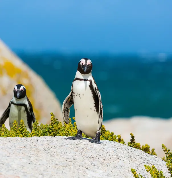 Penguins, Boulders Beach
