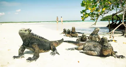 Galápagos Islands iguanas on a beach