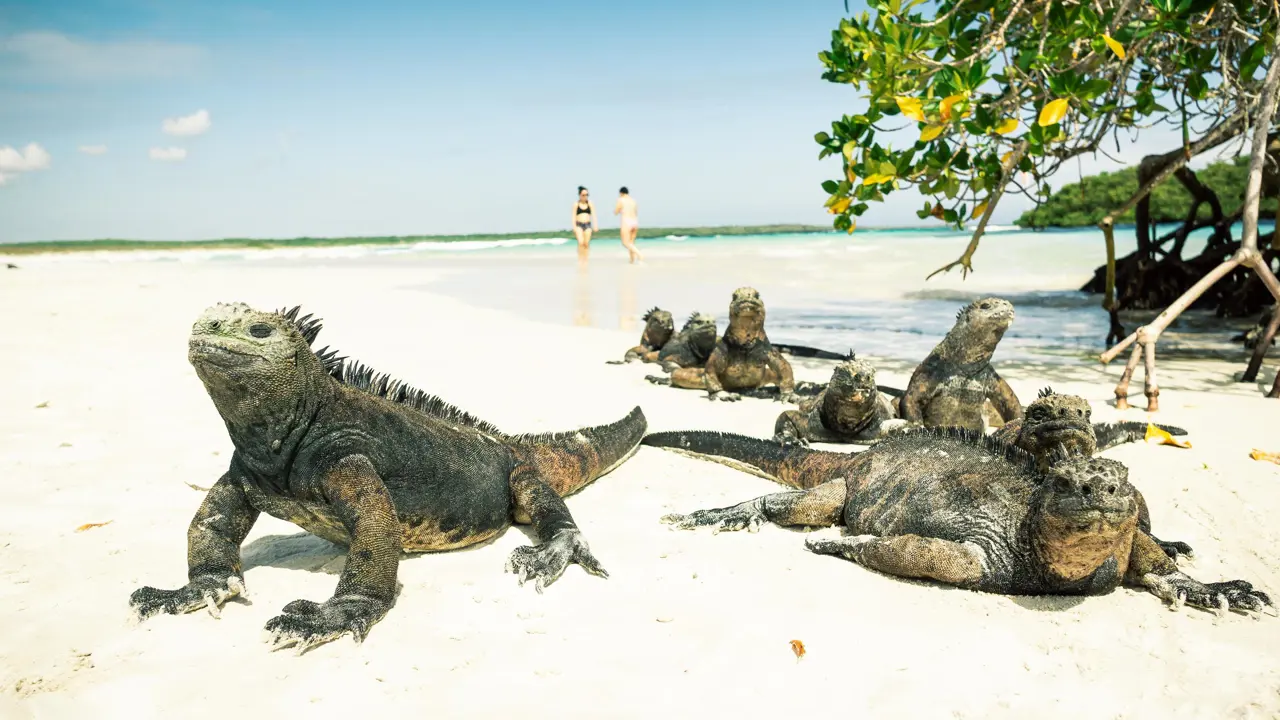 Galápagos Islands iguanas on a beach