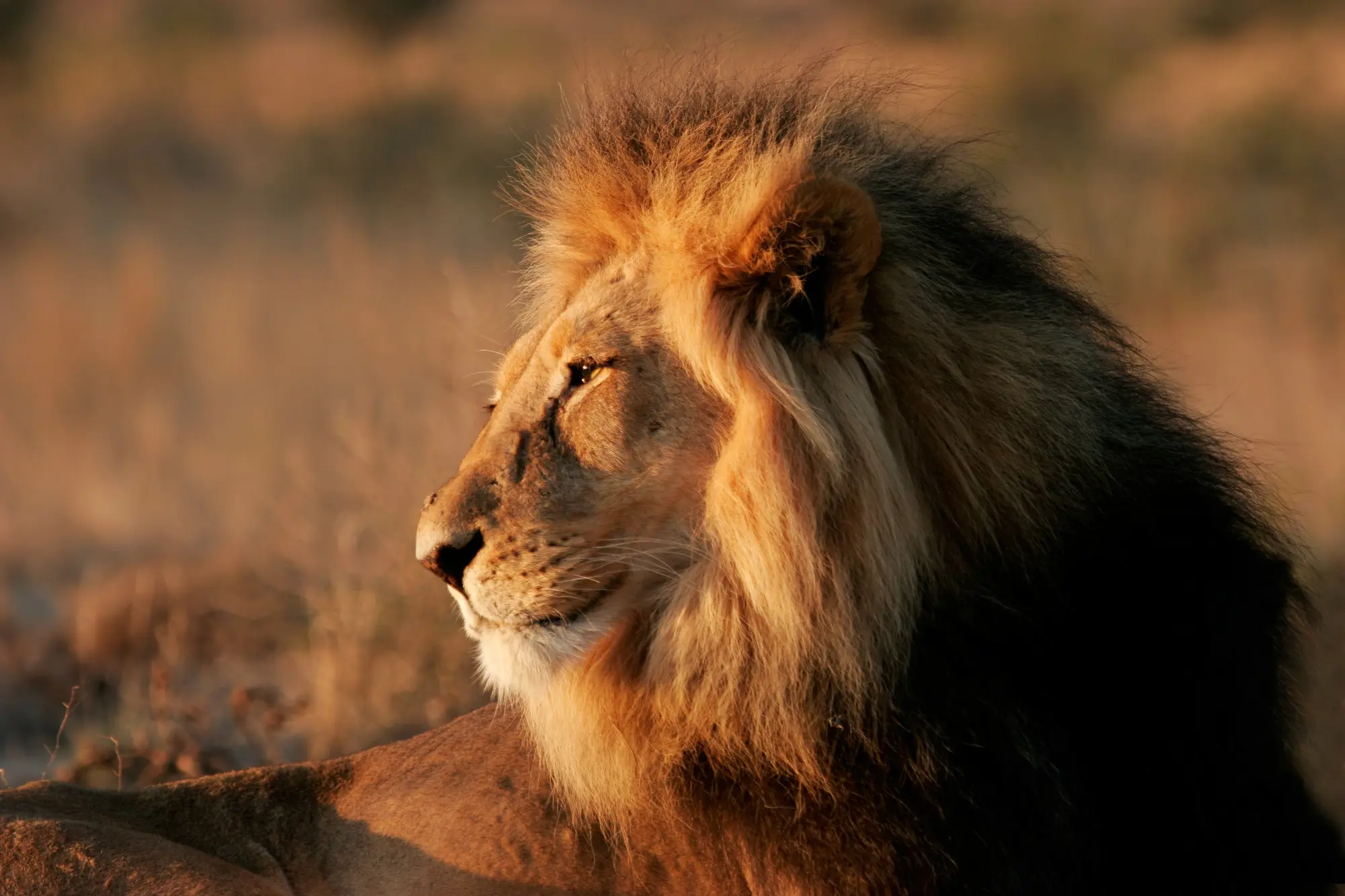 Lion, South Africa 