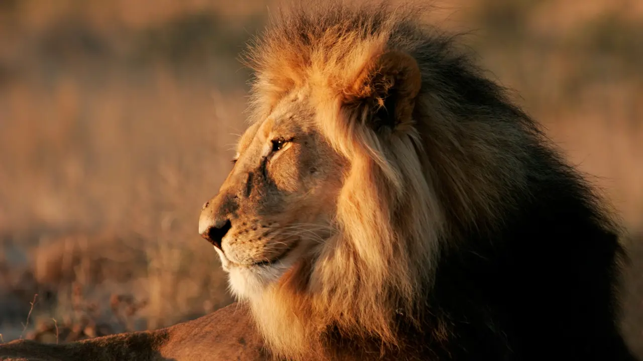 Male lion