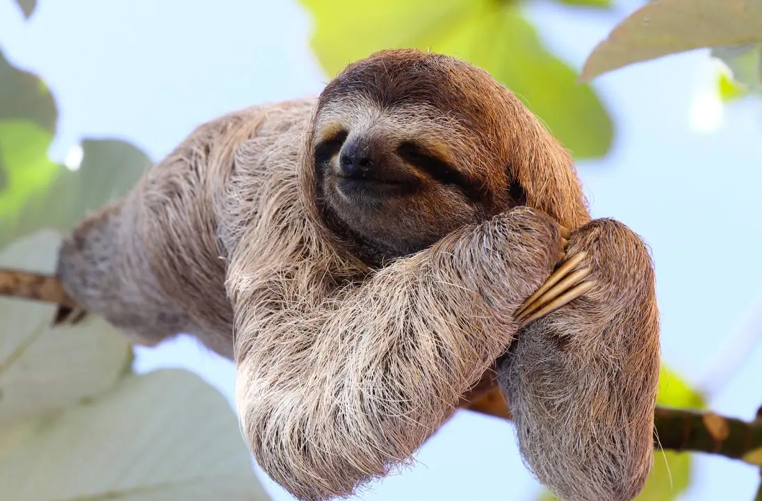 A Costa Rican Sloth