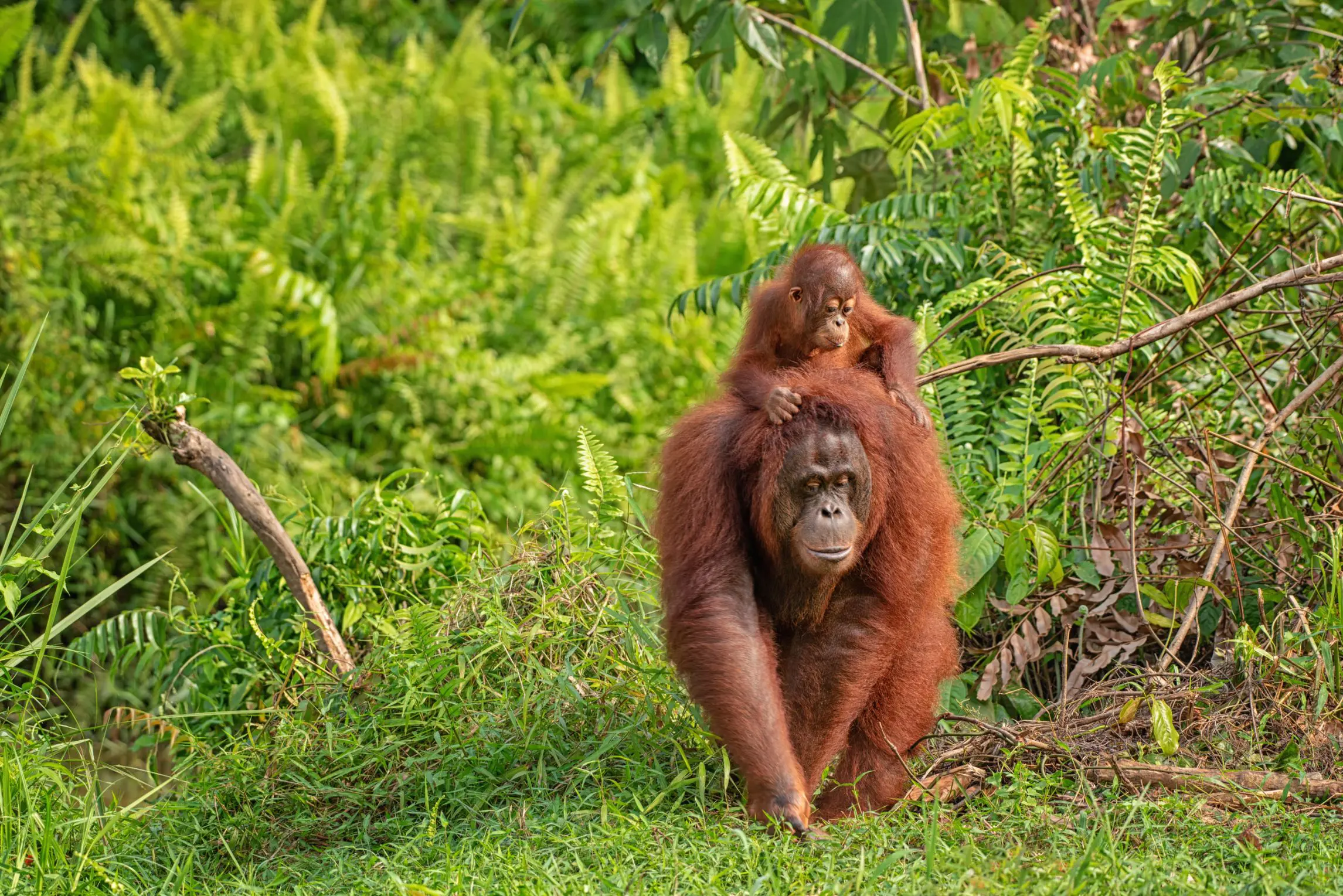 Shutterstock 1122654077 Female Orangutan With Baby