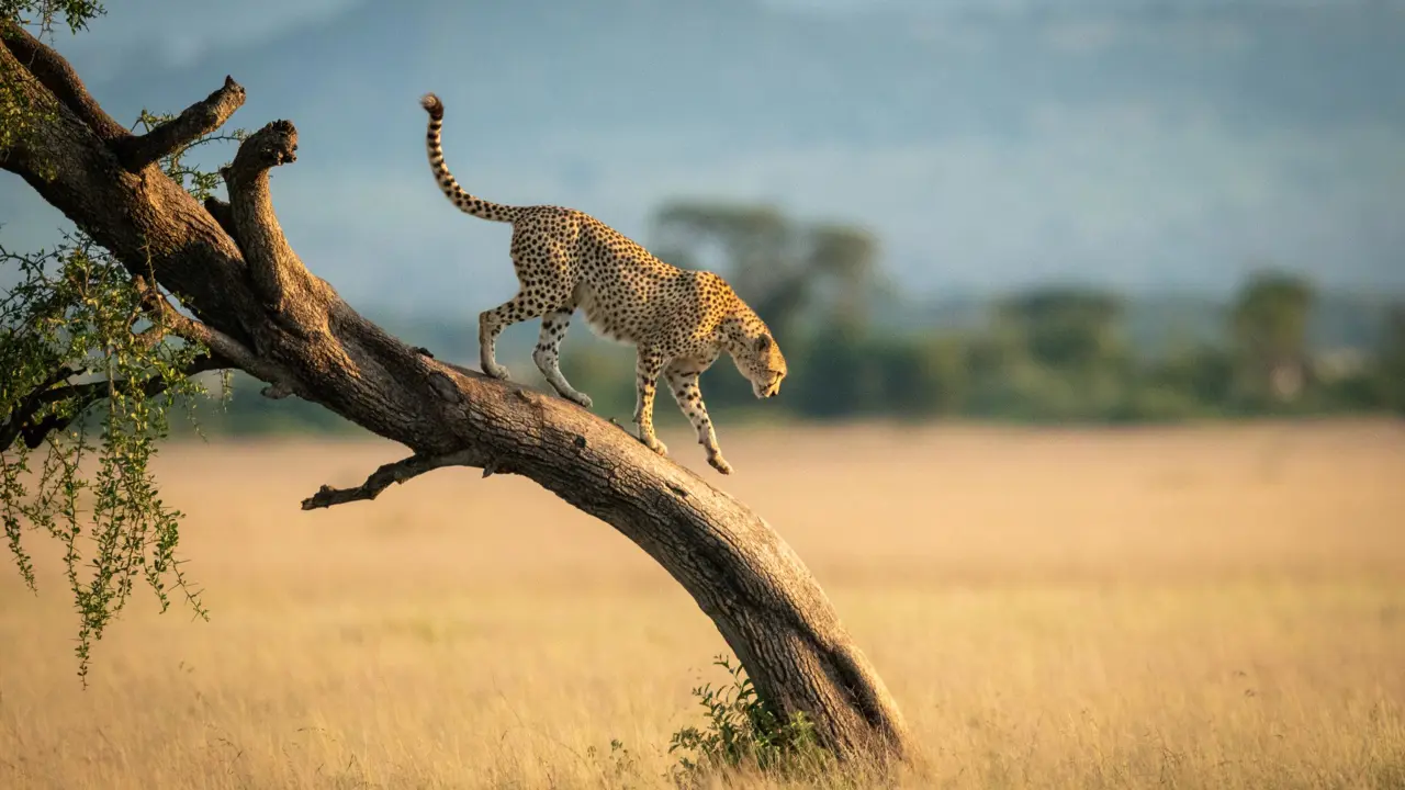 Cheetah, Tanzania