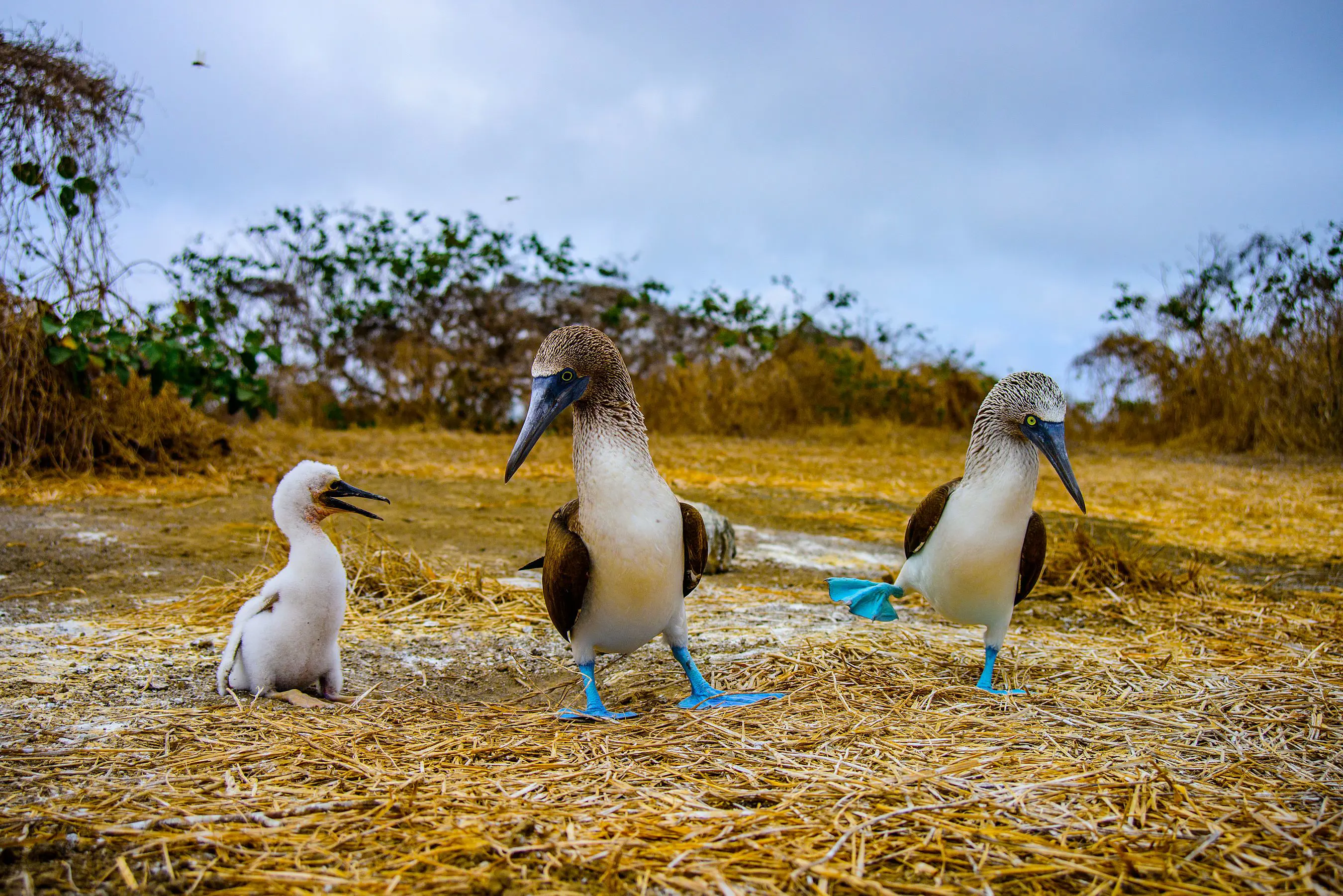Blue Footed Booby