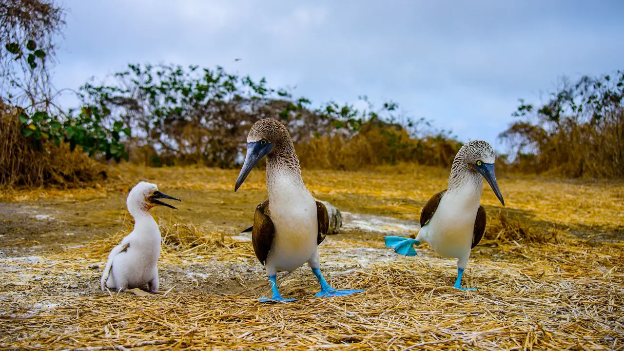Blue footed booby, Galápagos Islands