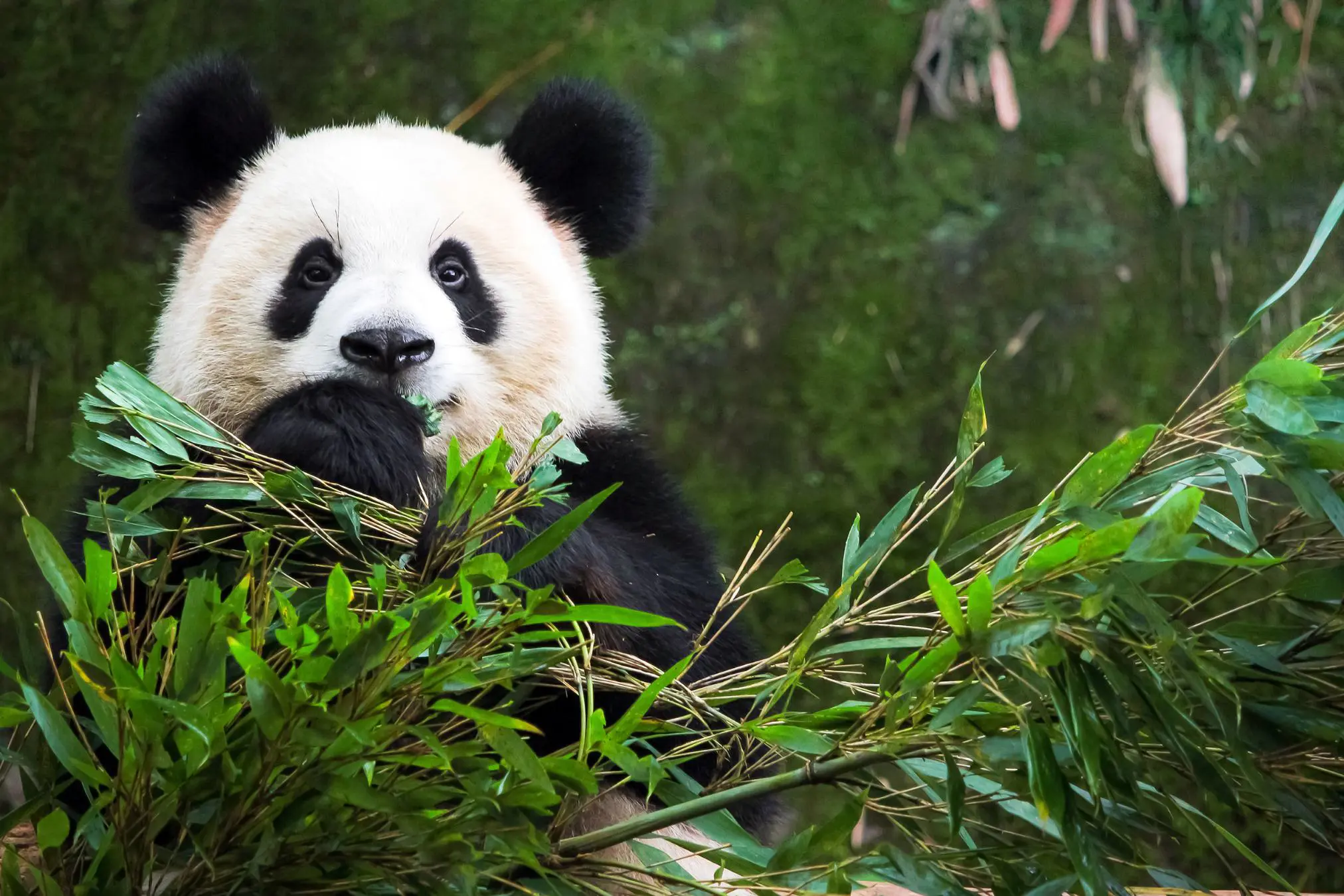 A giant panda surrounded by bamboo, holding and eating the bamboo leaves in Chengdu, China