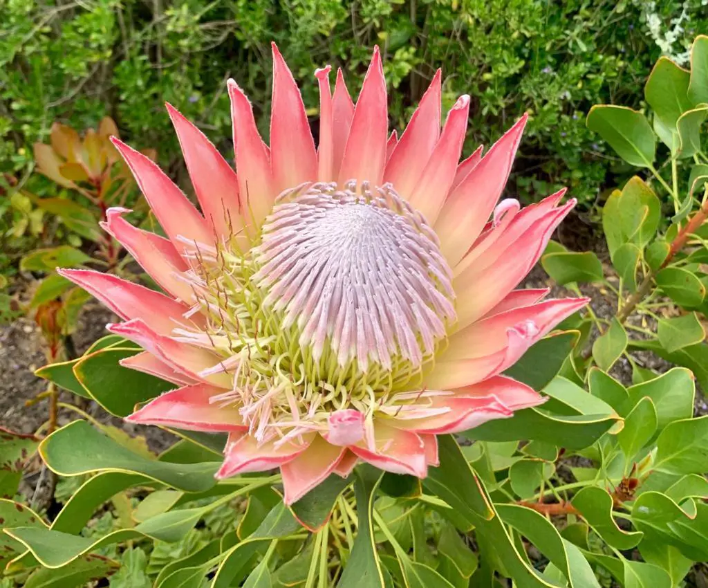 King Protea flower, Garden Route