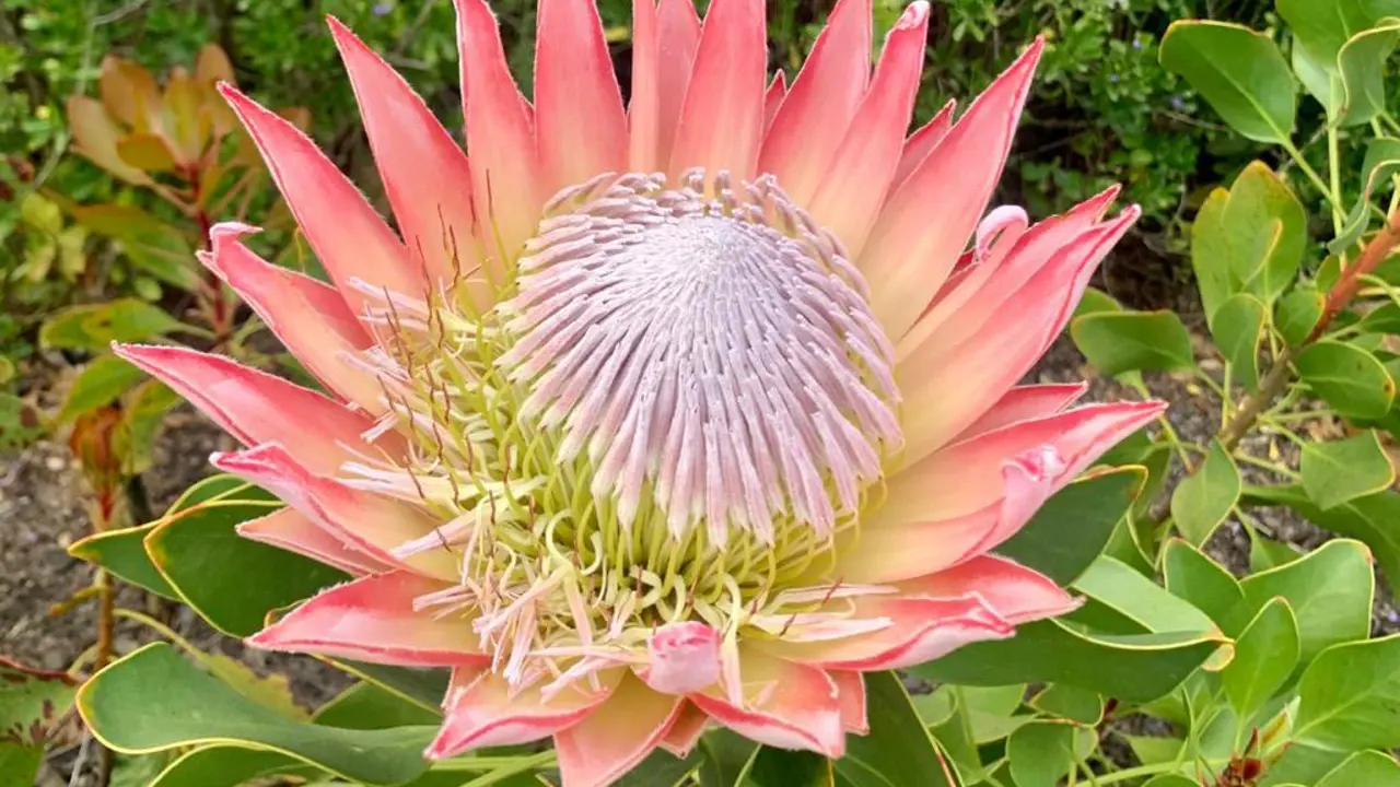 King Protea