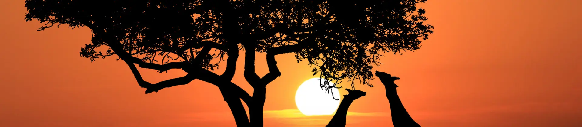 Sh 642006688 Giraffes South Africa