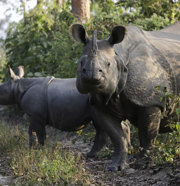 One-horned rhino, Chitwan National Park