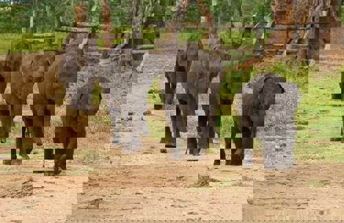 Visit an elephant orphanage