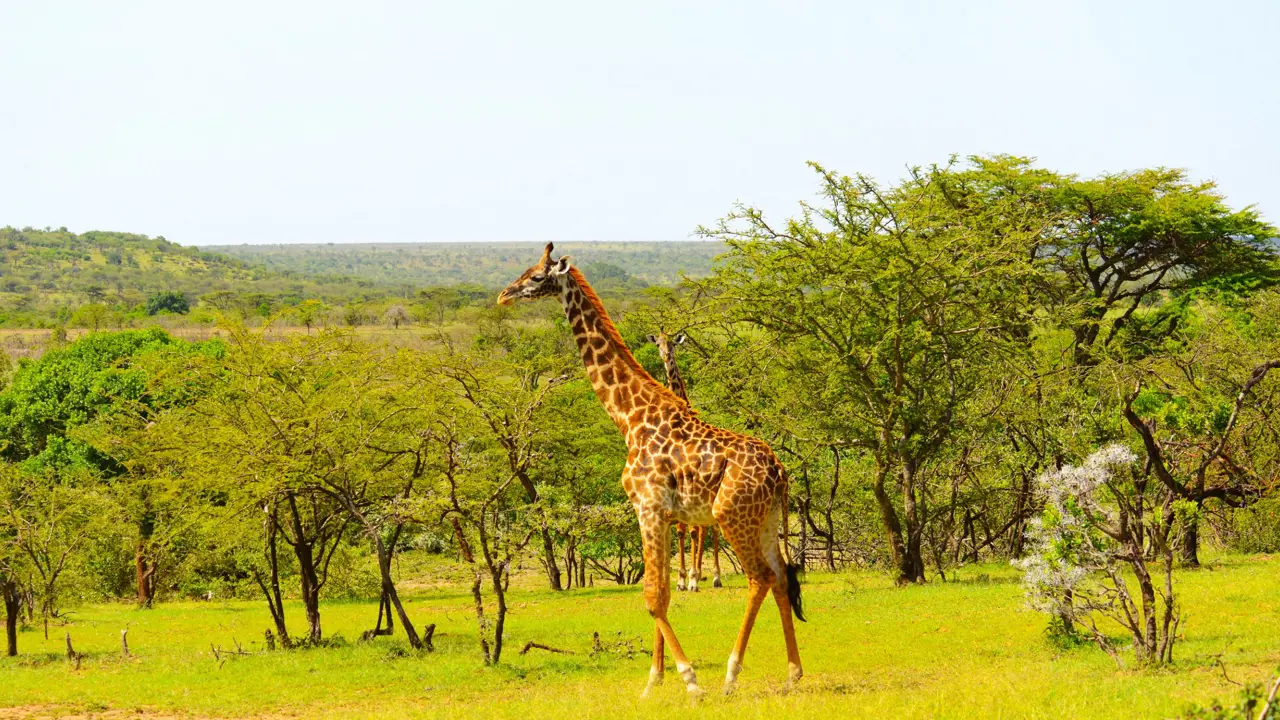 Image of Giraffe Standing in Kenyan National Park