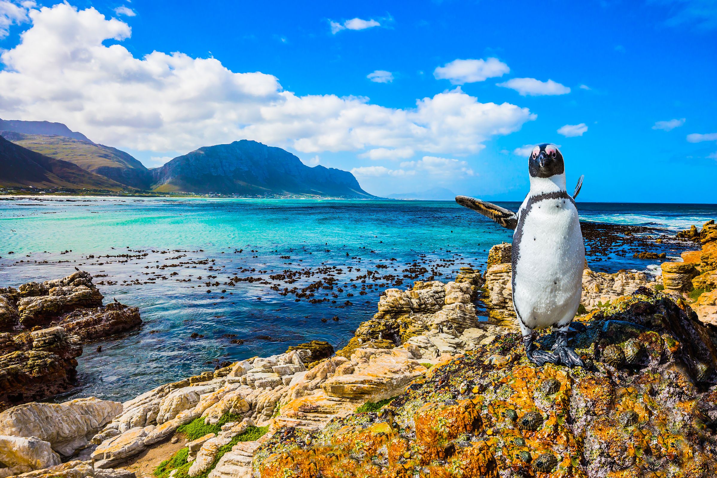 Penguins off the coast of South Africa