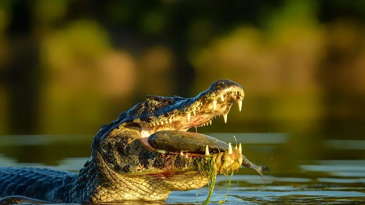 Caiman crocodile, Amazonian Basin