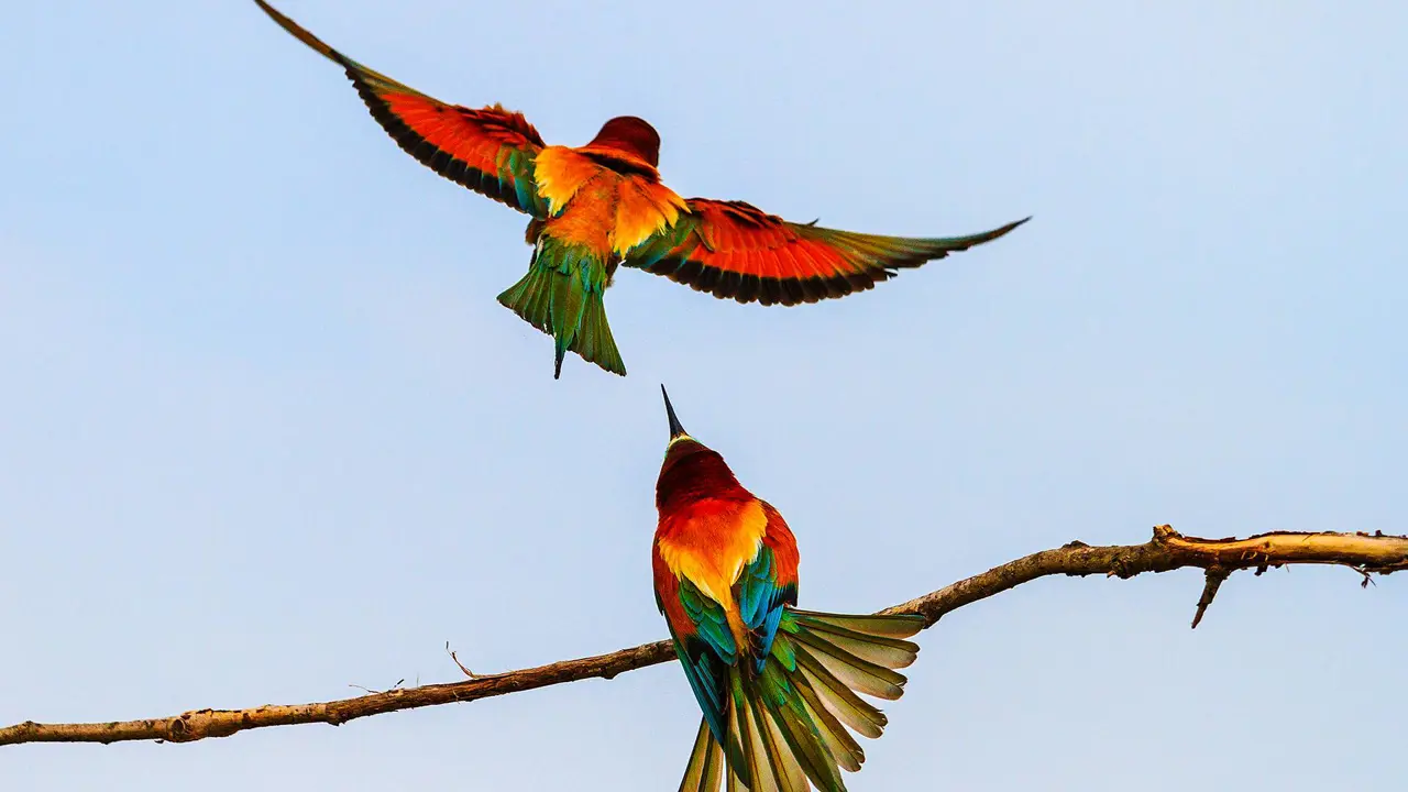 Bee Eaters, Limpopo