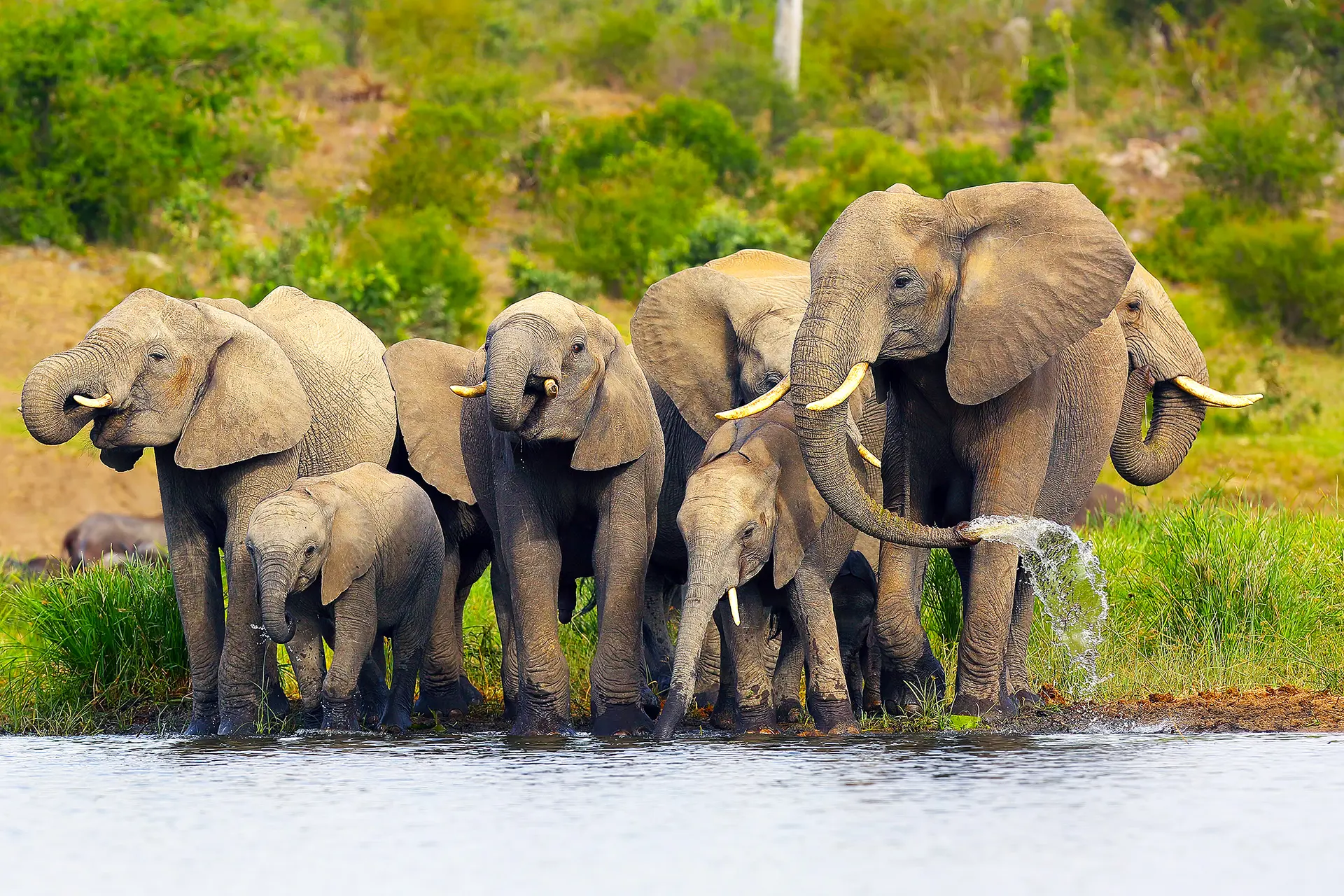 Elephants, Hwange, Zimbabwe