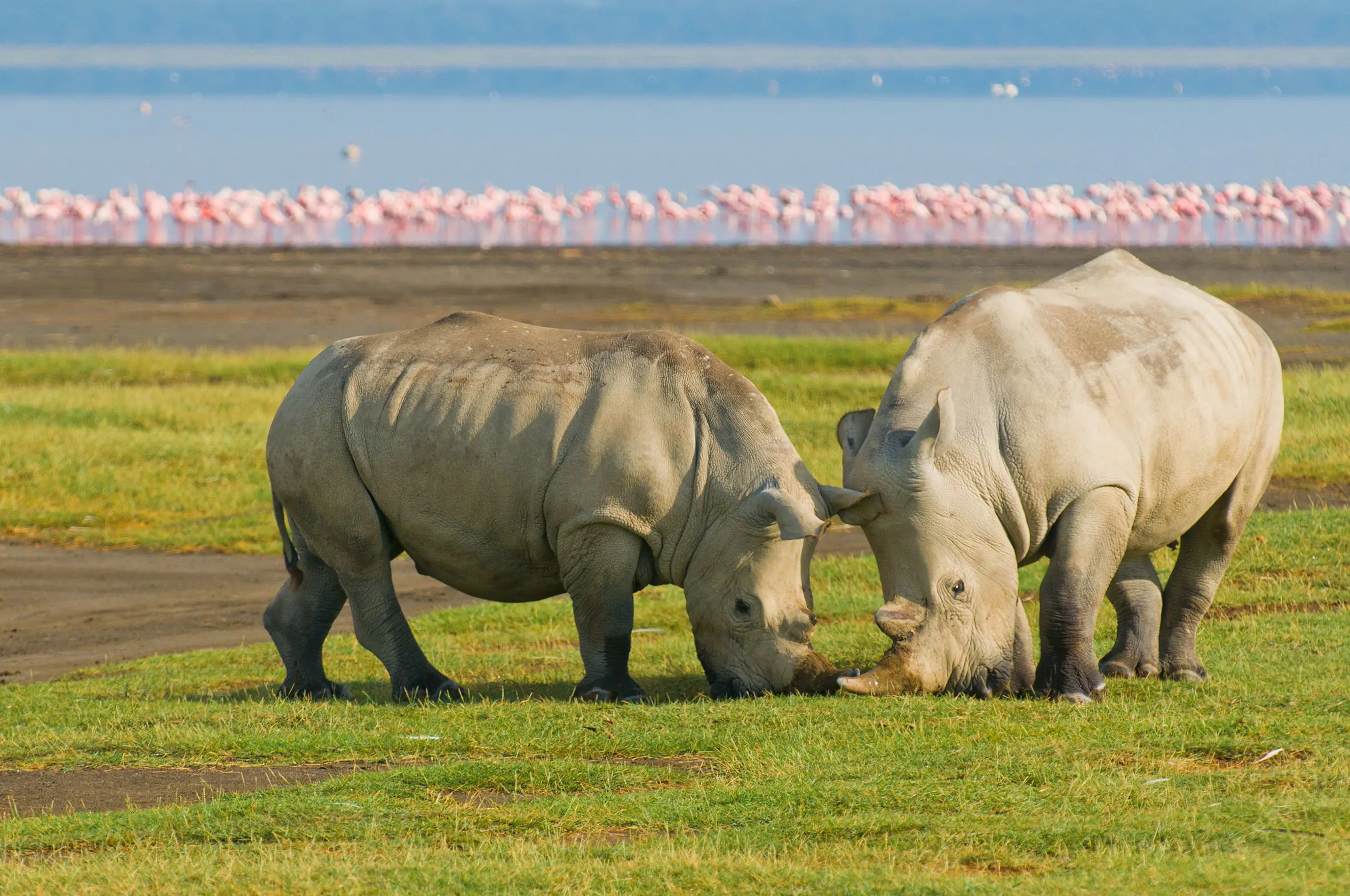 White Rhinos With Flamingos In Background