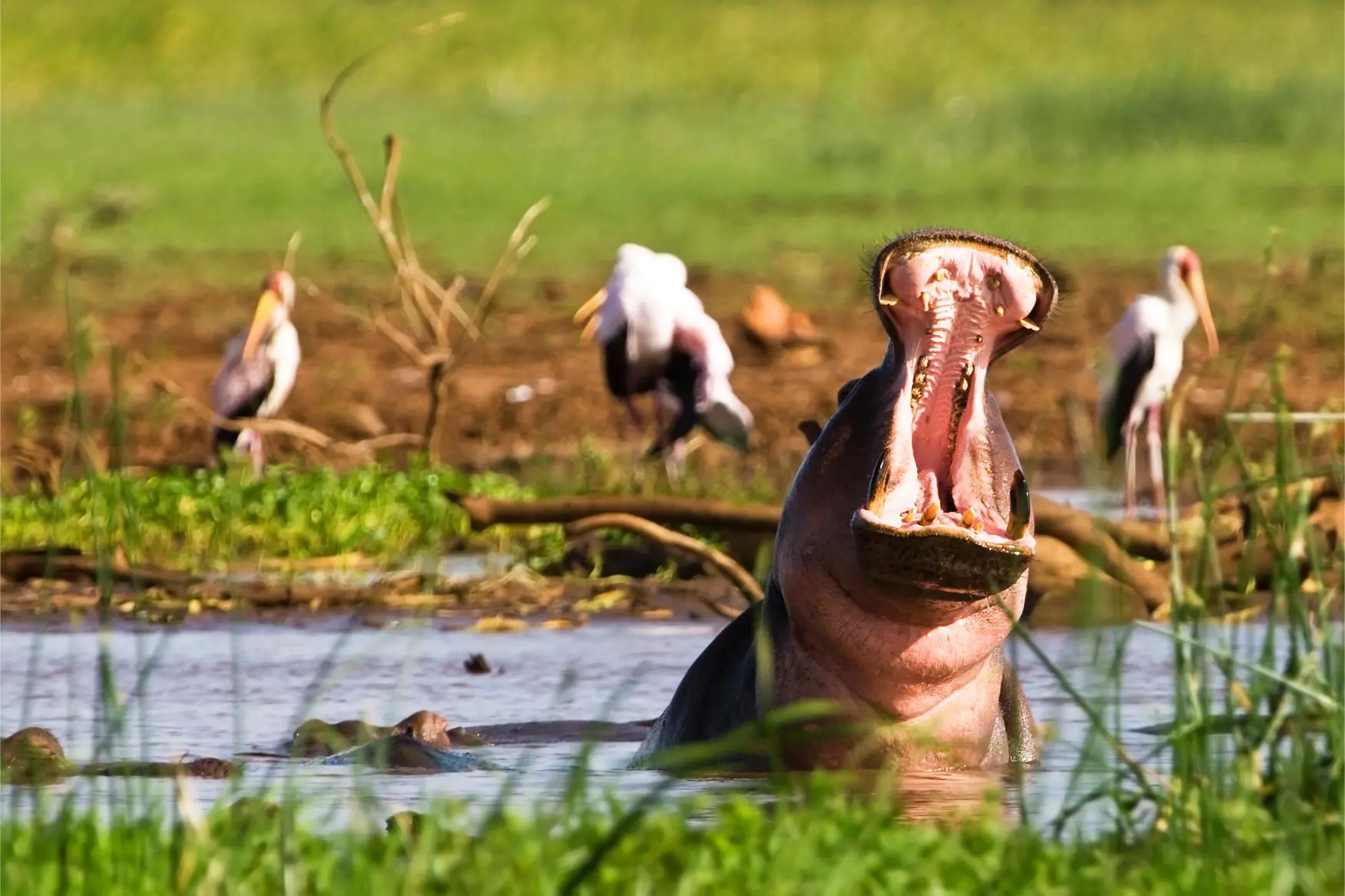 Hippo, Lake Manyara, Tanzania