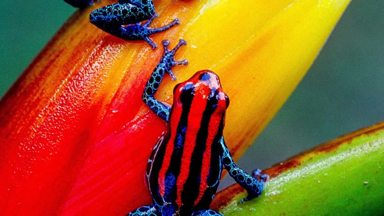Poison dart frogs, Amazon Basin