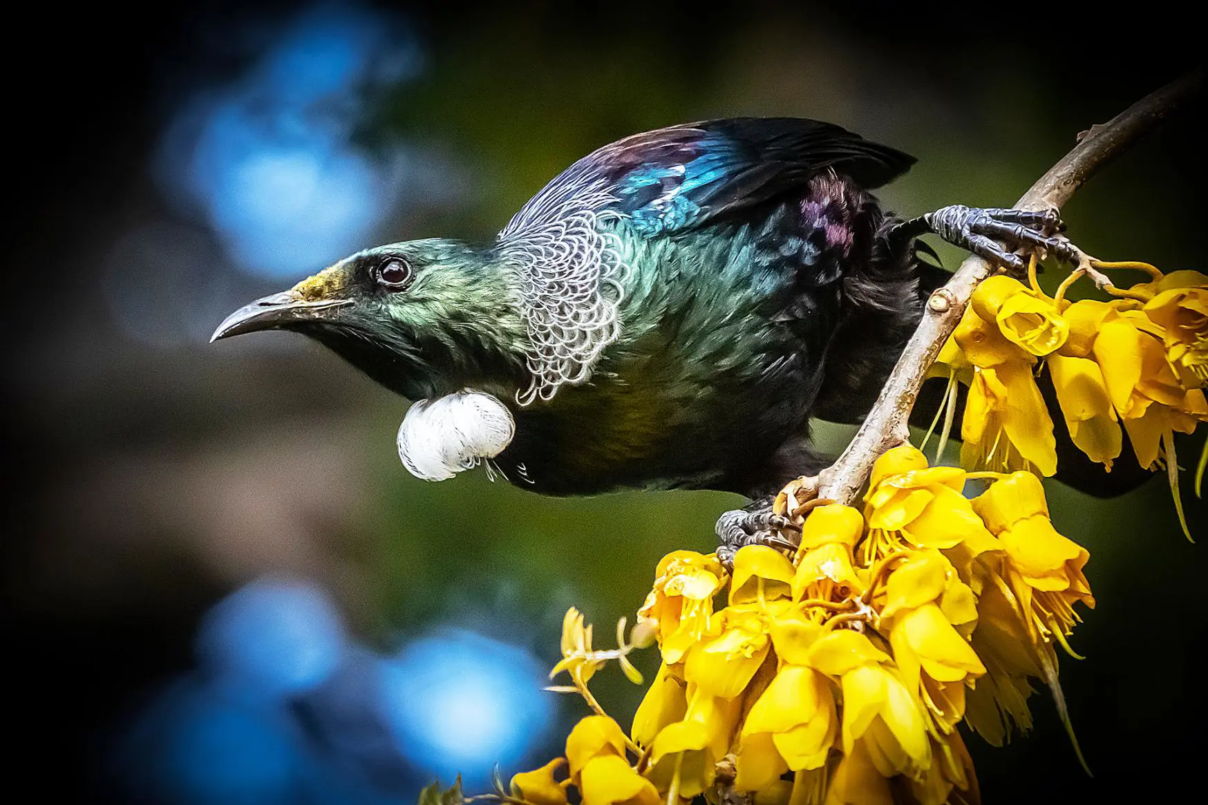 Tui Songbird, New Zealand