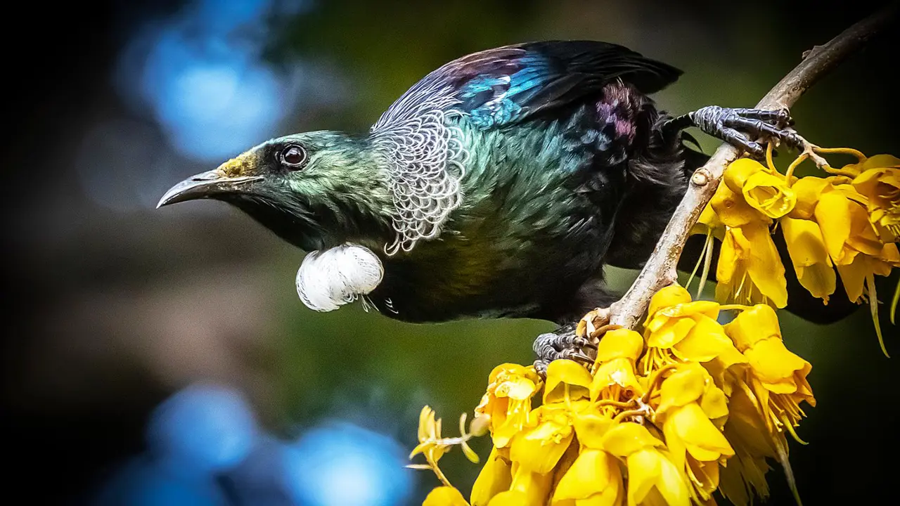 Tui Songbird, New Zealand