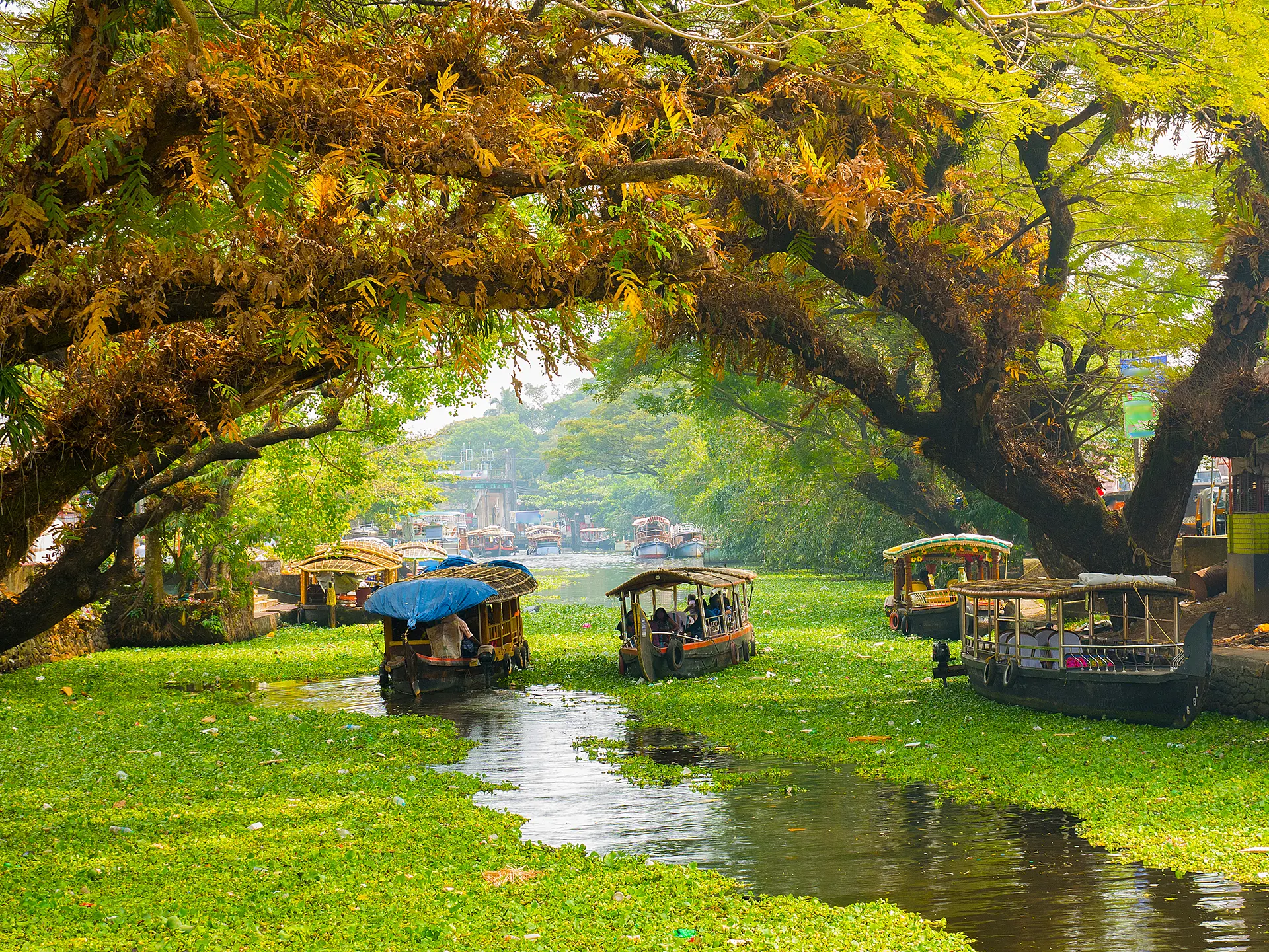 Houseboats On Backwaters In Alleppey, Kerala, India