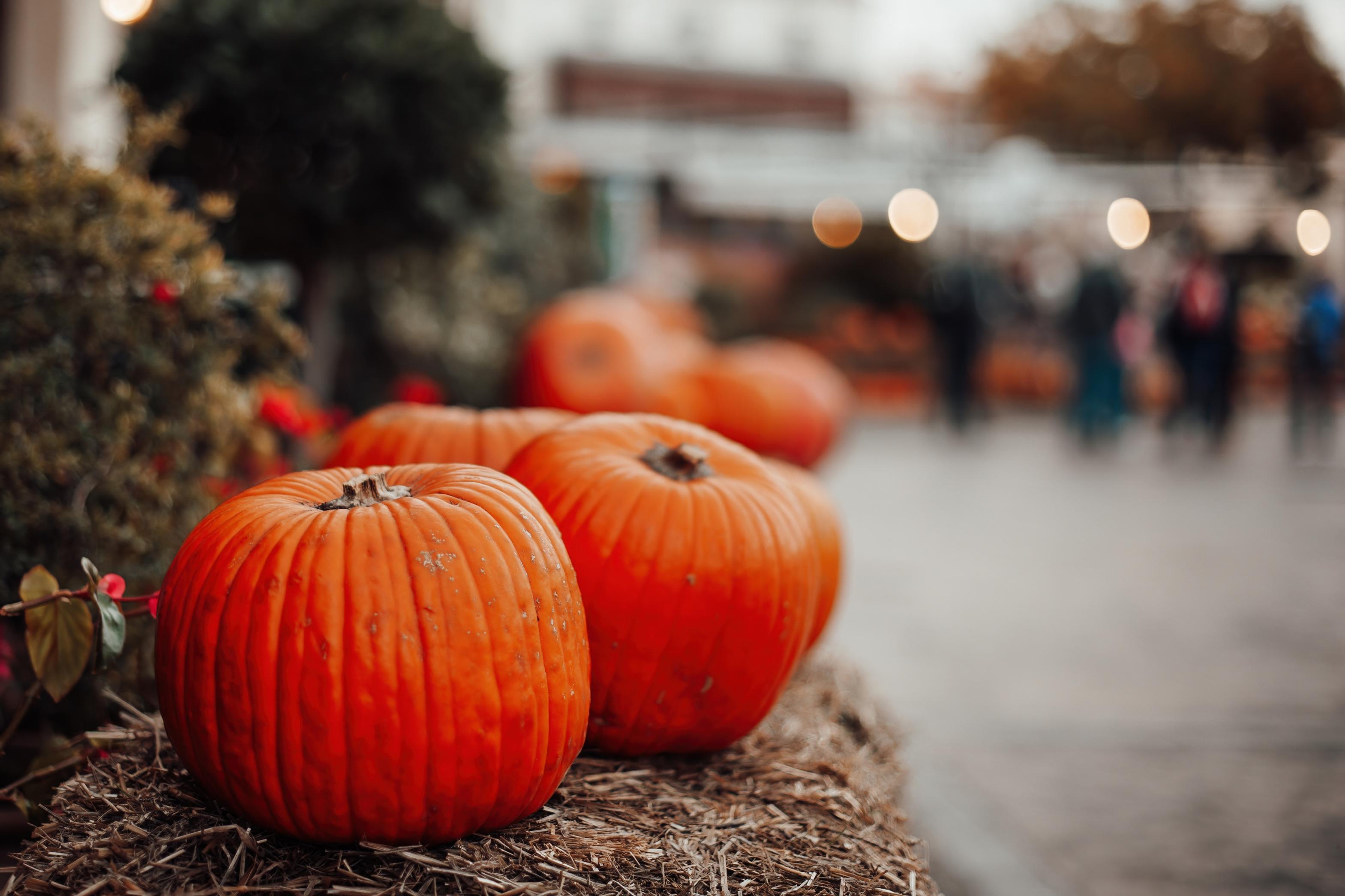 Large orange pumpkins arranged on bales of hay in an autumnal display for Halloween